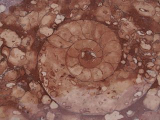 ammonite