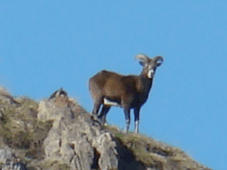 Mouflon, Chamois, Hermine, Marmotte aux alpages de Furfande