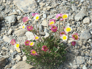 Fleurs présentes aux alpages de Furfande