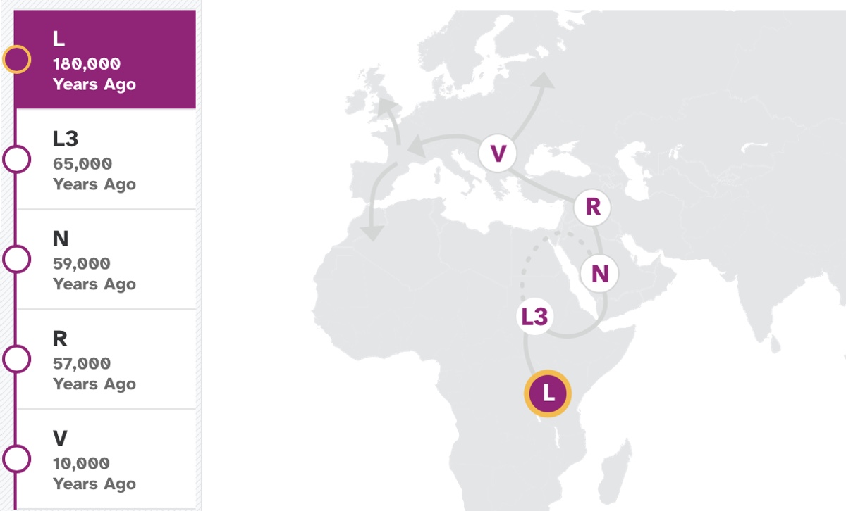 haplotype matrilineaire