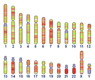 f-chromosomes.jpg